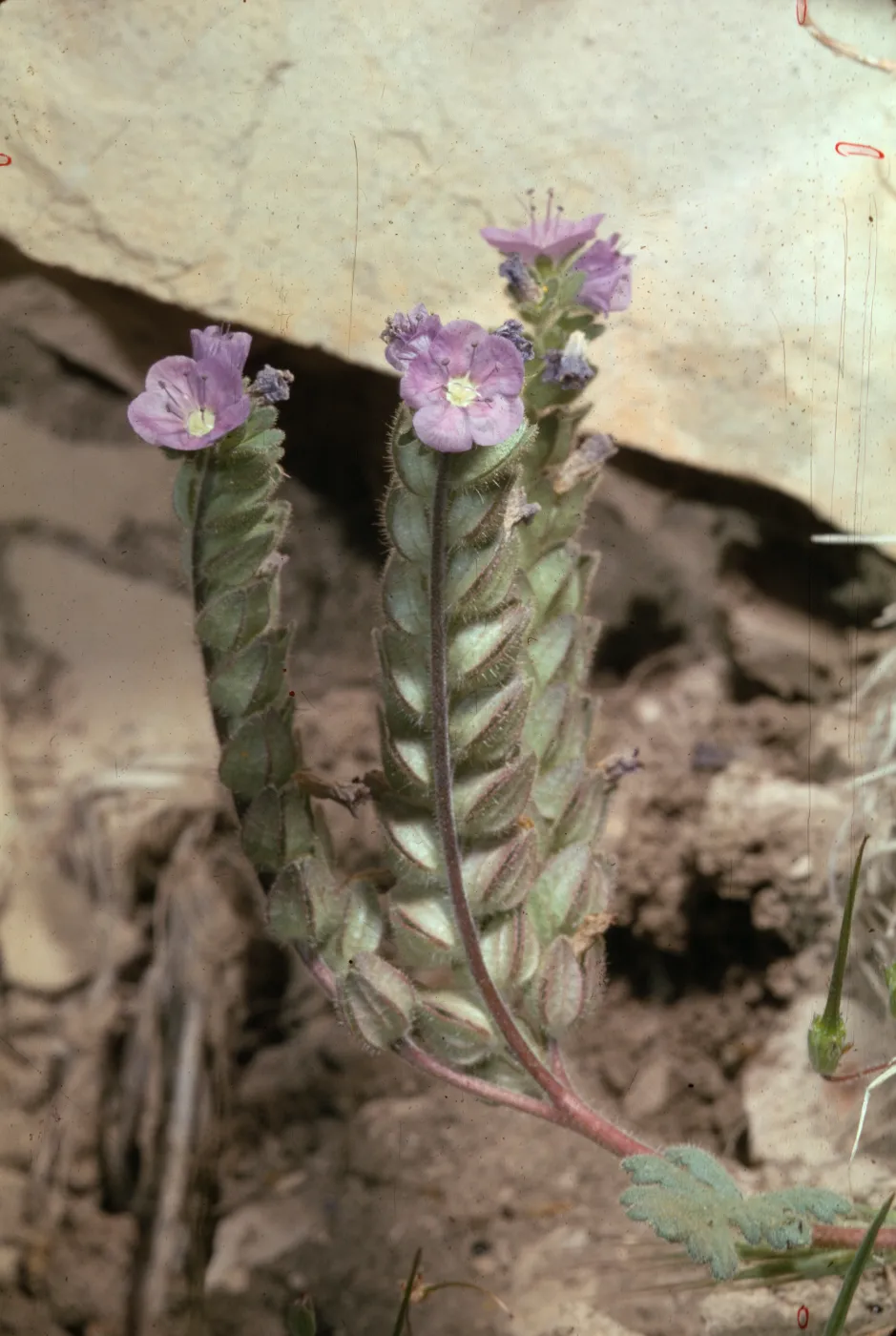 Phacelia ciliata