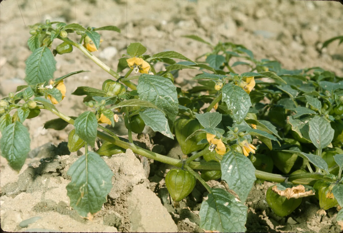 Physalis ixocarpa