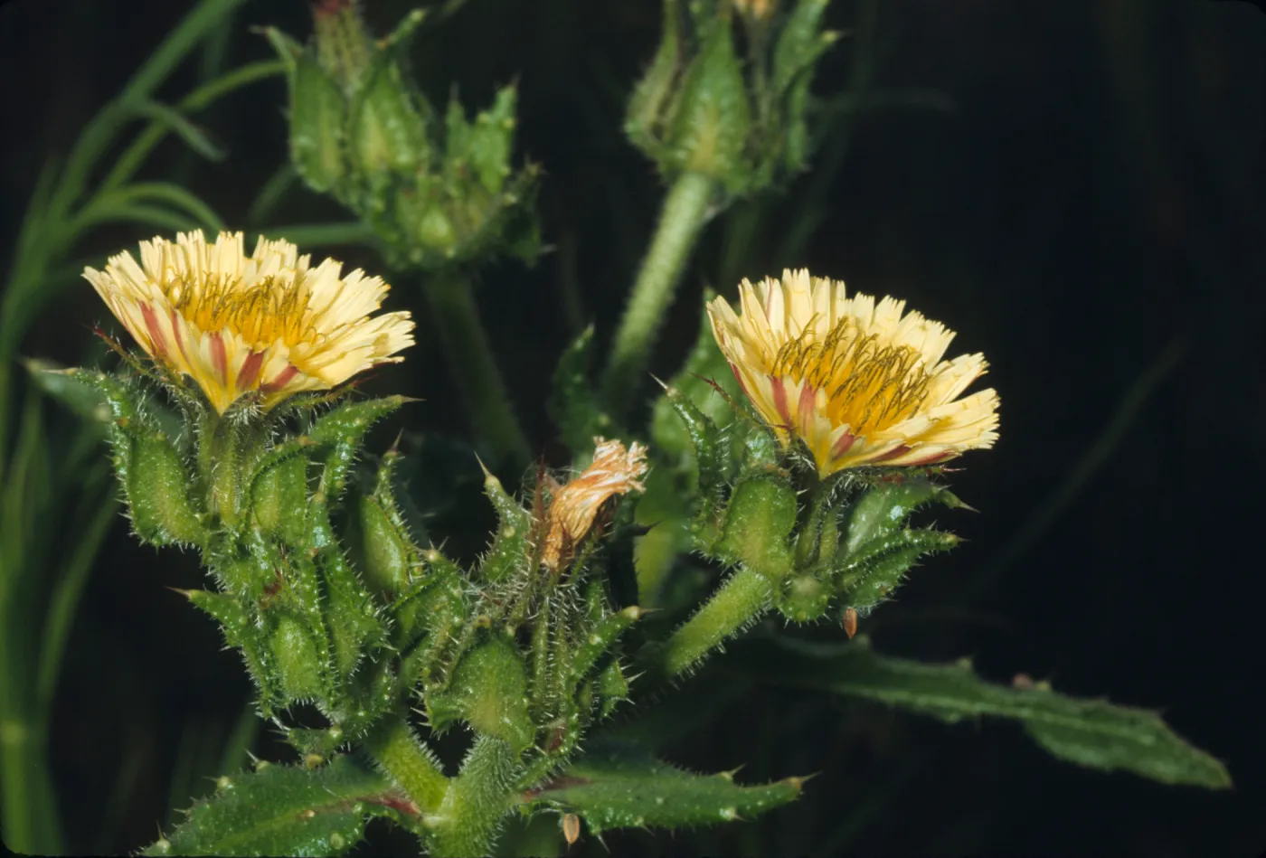 Picris echioides