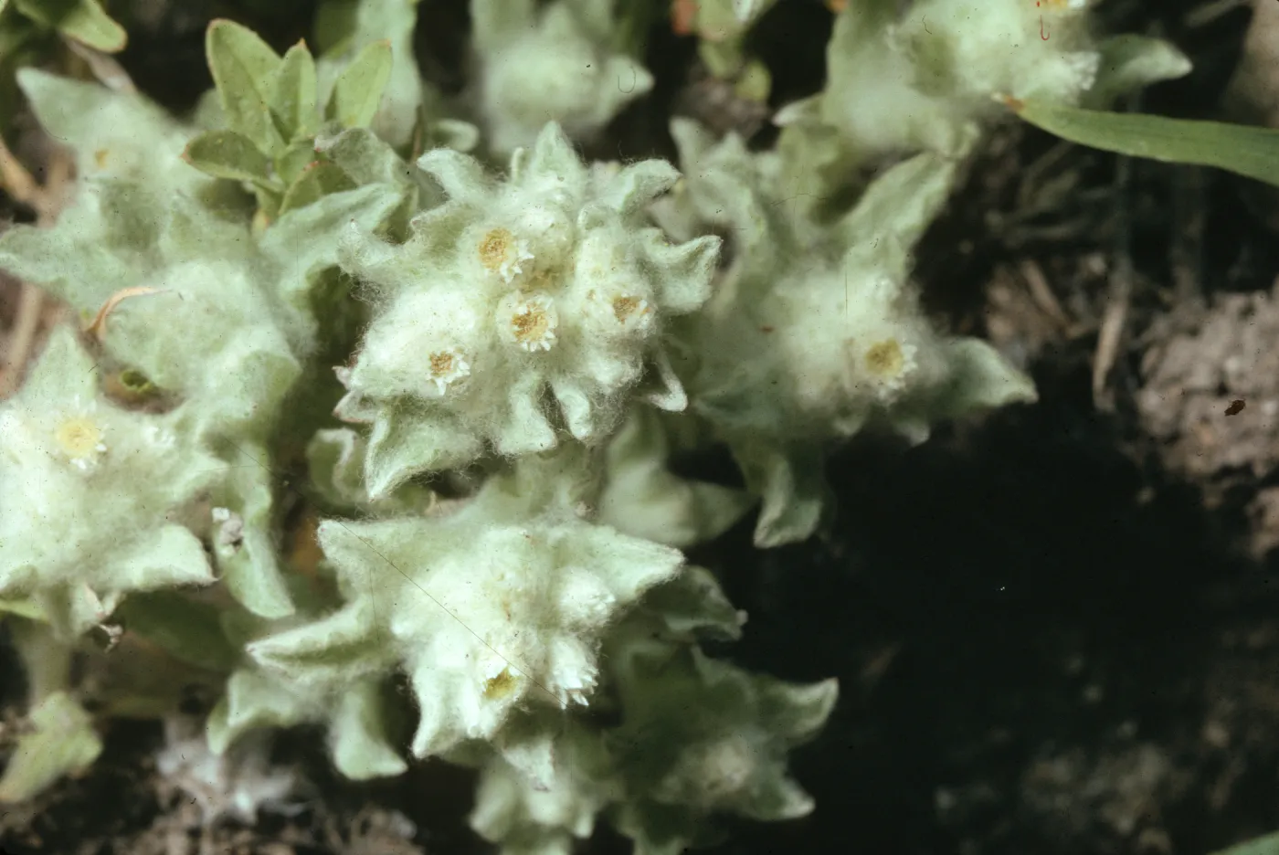 Psilocarphus brevissimus