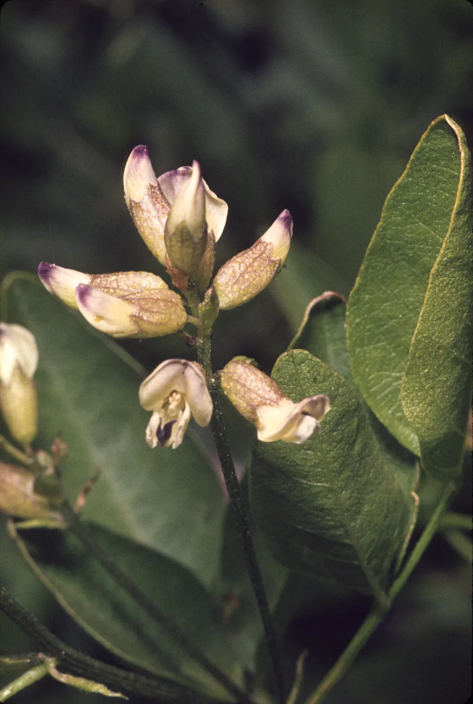 Psoralea physodes