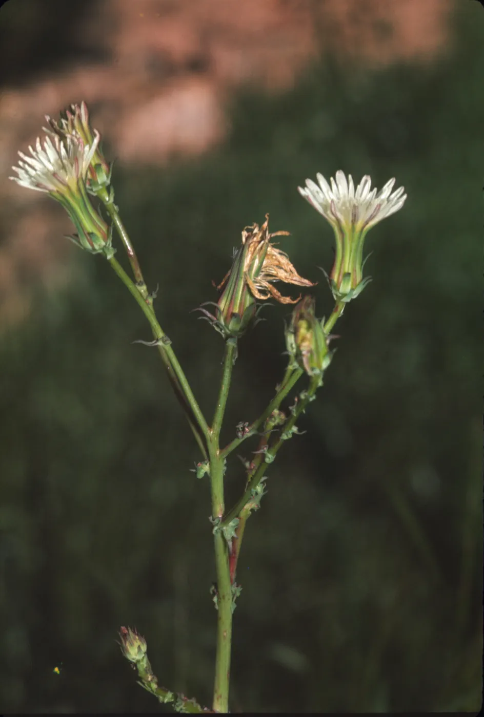 Rafinesquia californica