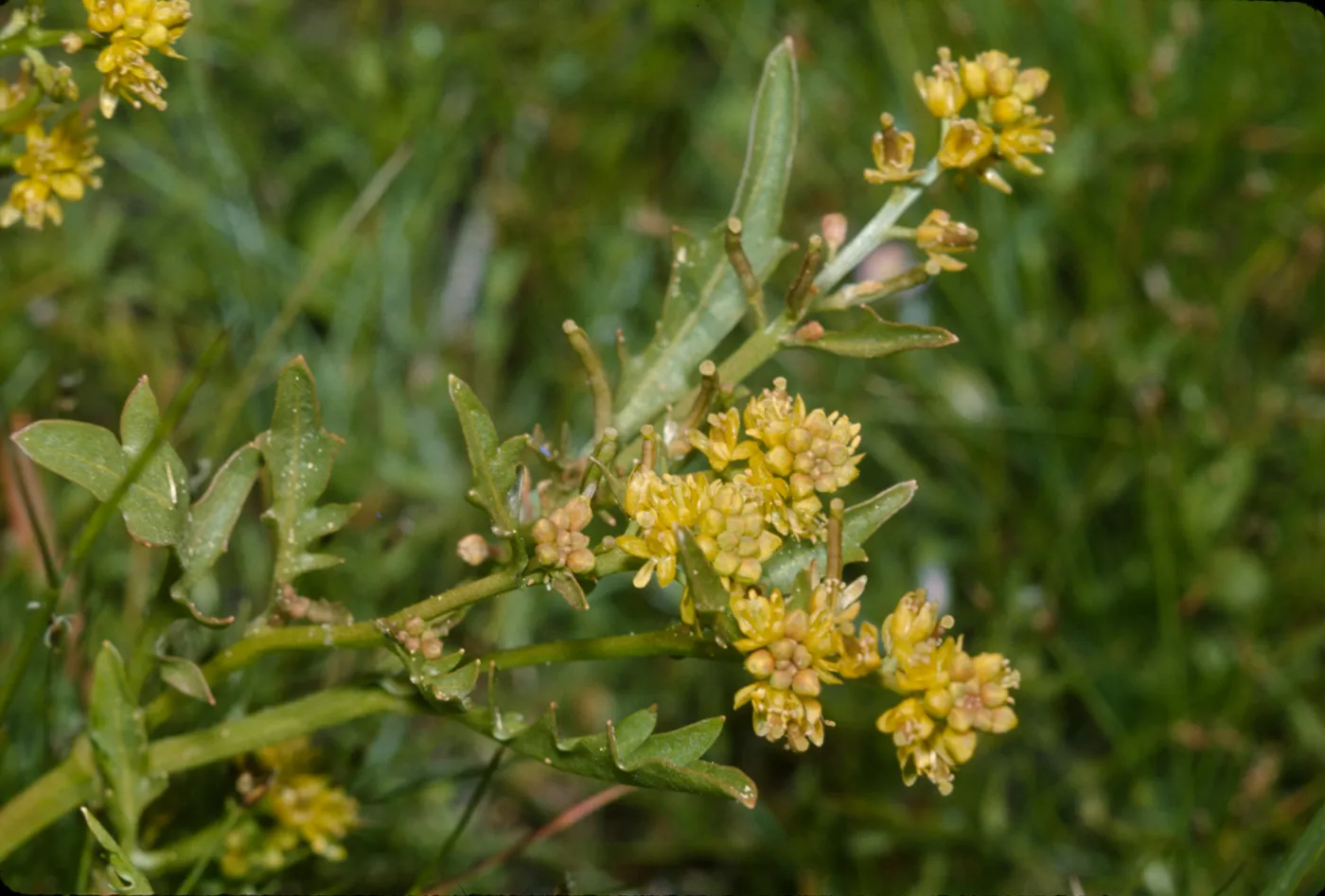 Rorippa curvisiliqua