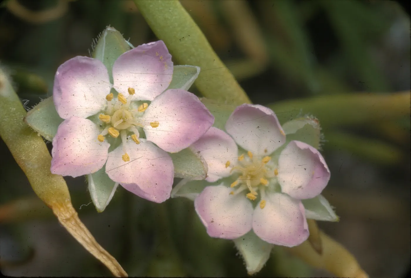 Spergularia macrotheca