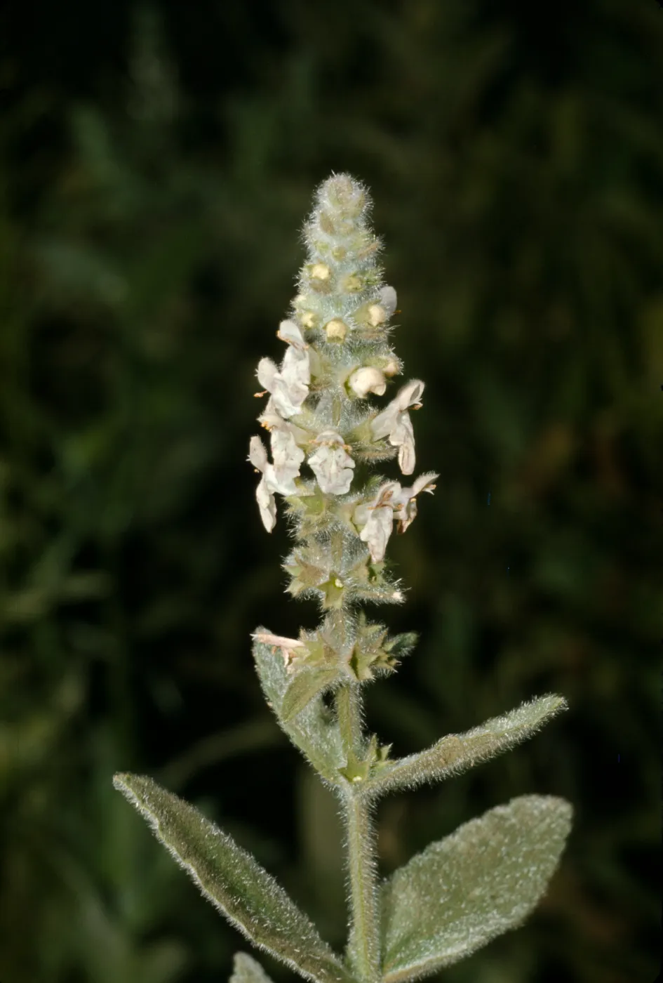 Stachys albens