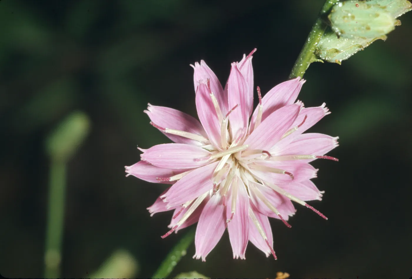 Stephanomeria cichoriacea