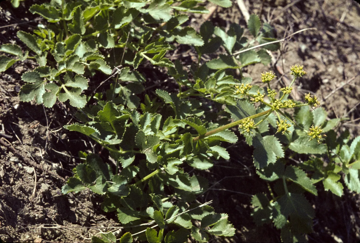 Tauschia arguta