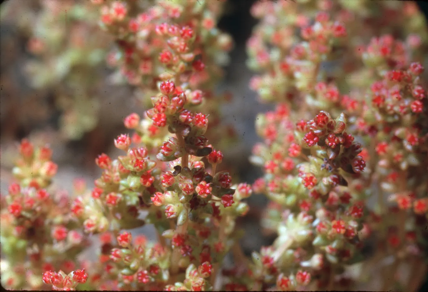Tillaea erecta ssp. eremica