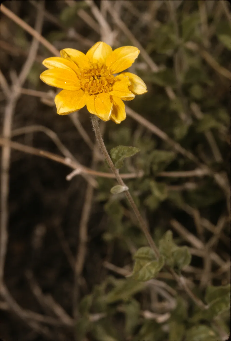 Viguiera deltoidea var. parishii