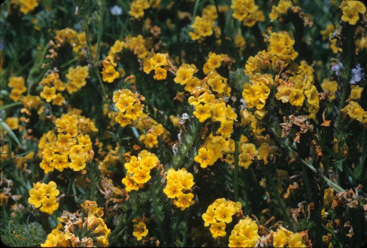 Amsinckia douglasiana