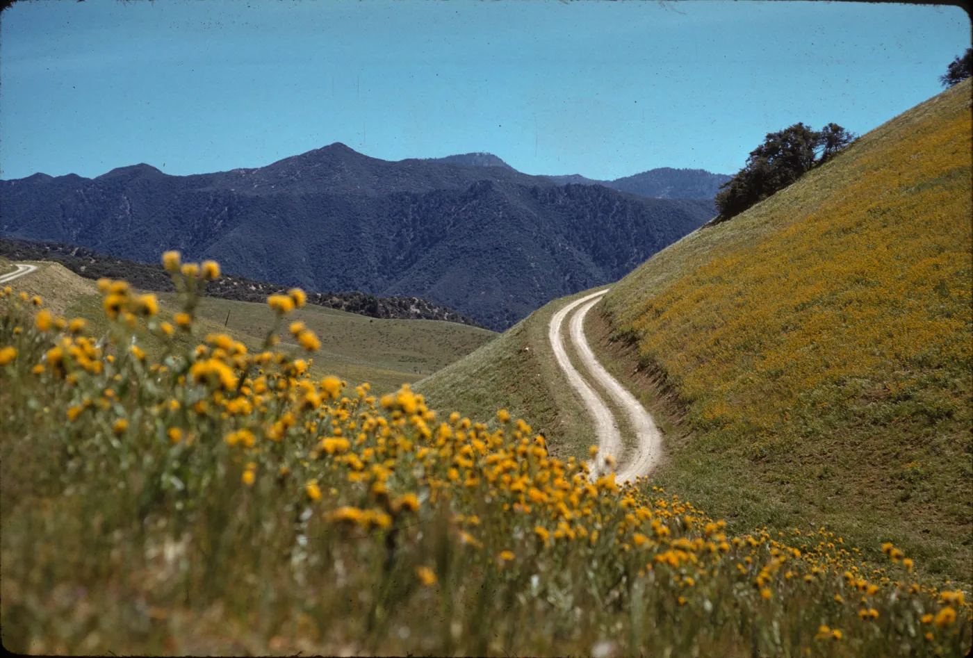 Amsinckia douglasiana