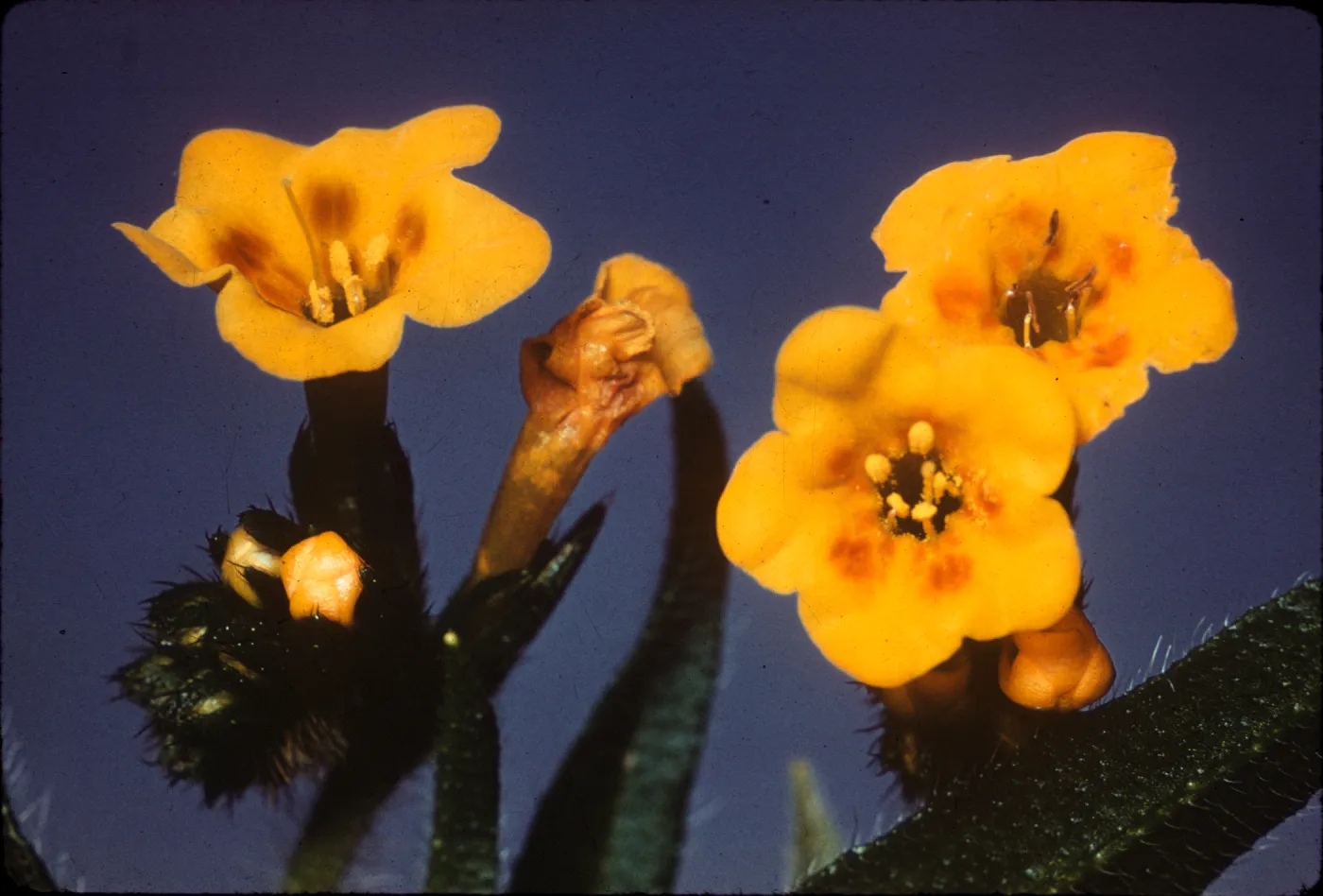 Amsinckia intermedia var. eastwoodiae