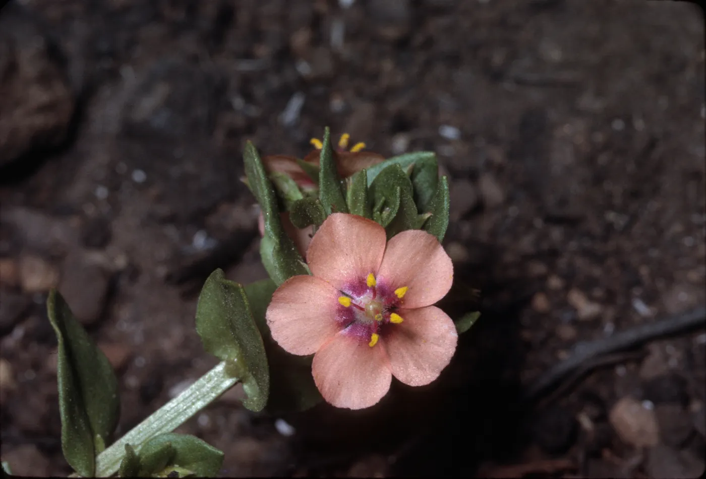 Anagallis arvensis
