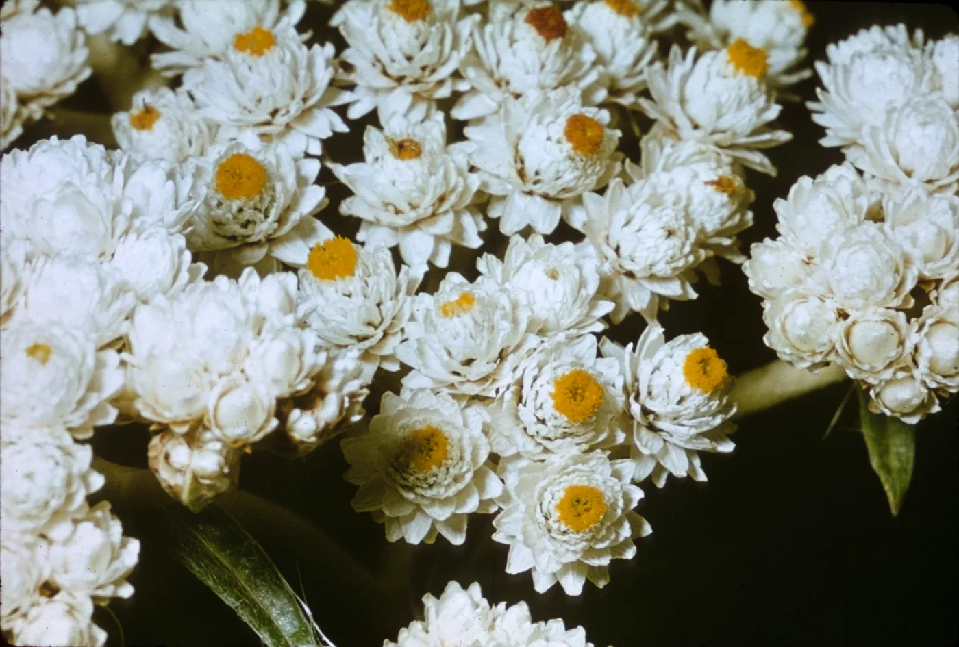 Anaphalis margaritacea