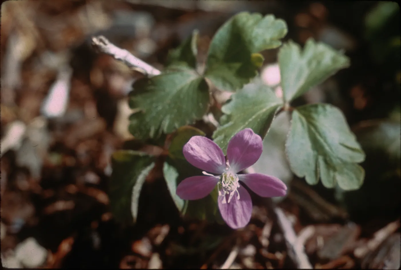Anemone quinquefolia var. minor