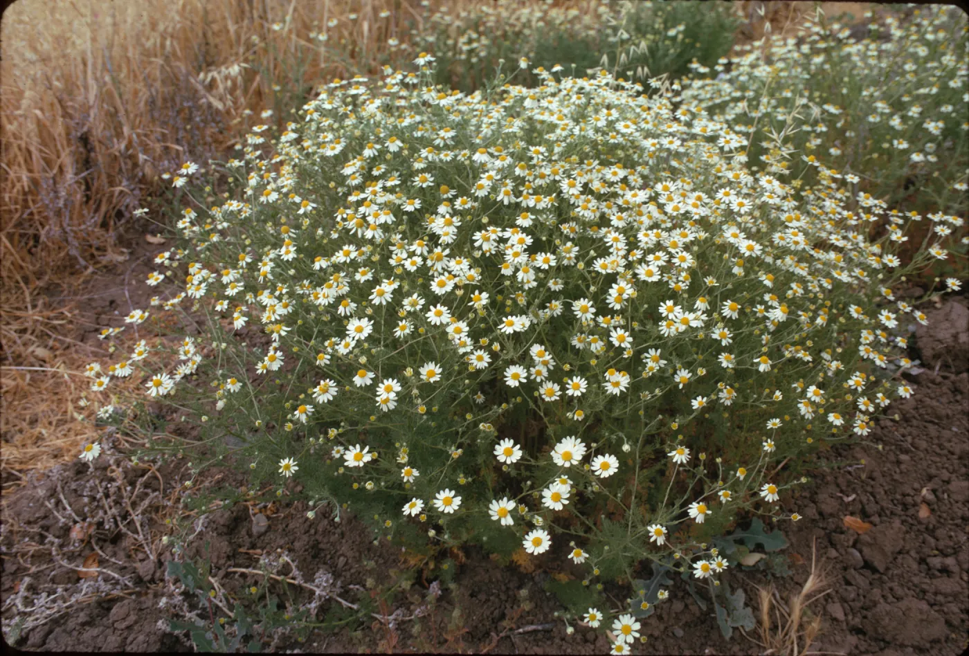 Anthemis cotula