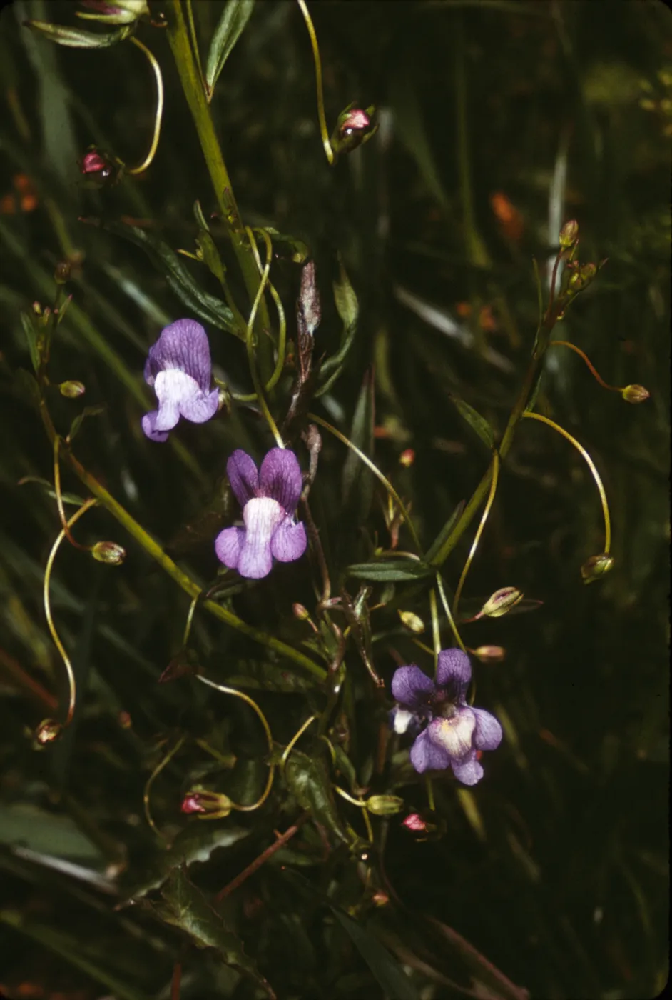 Antirrhinum kelloggii