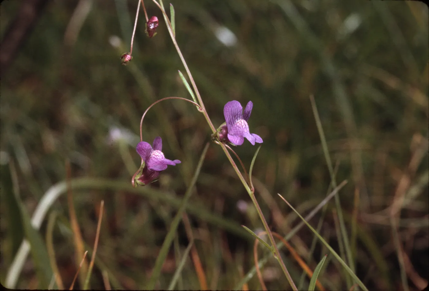 Antirrhinum kelloggii