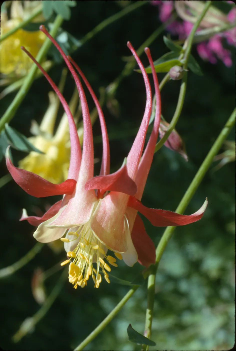 Aquilegia