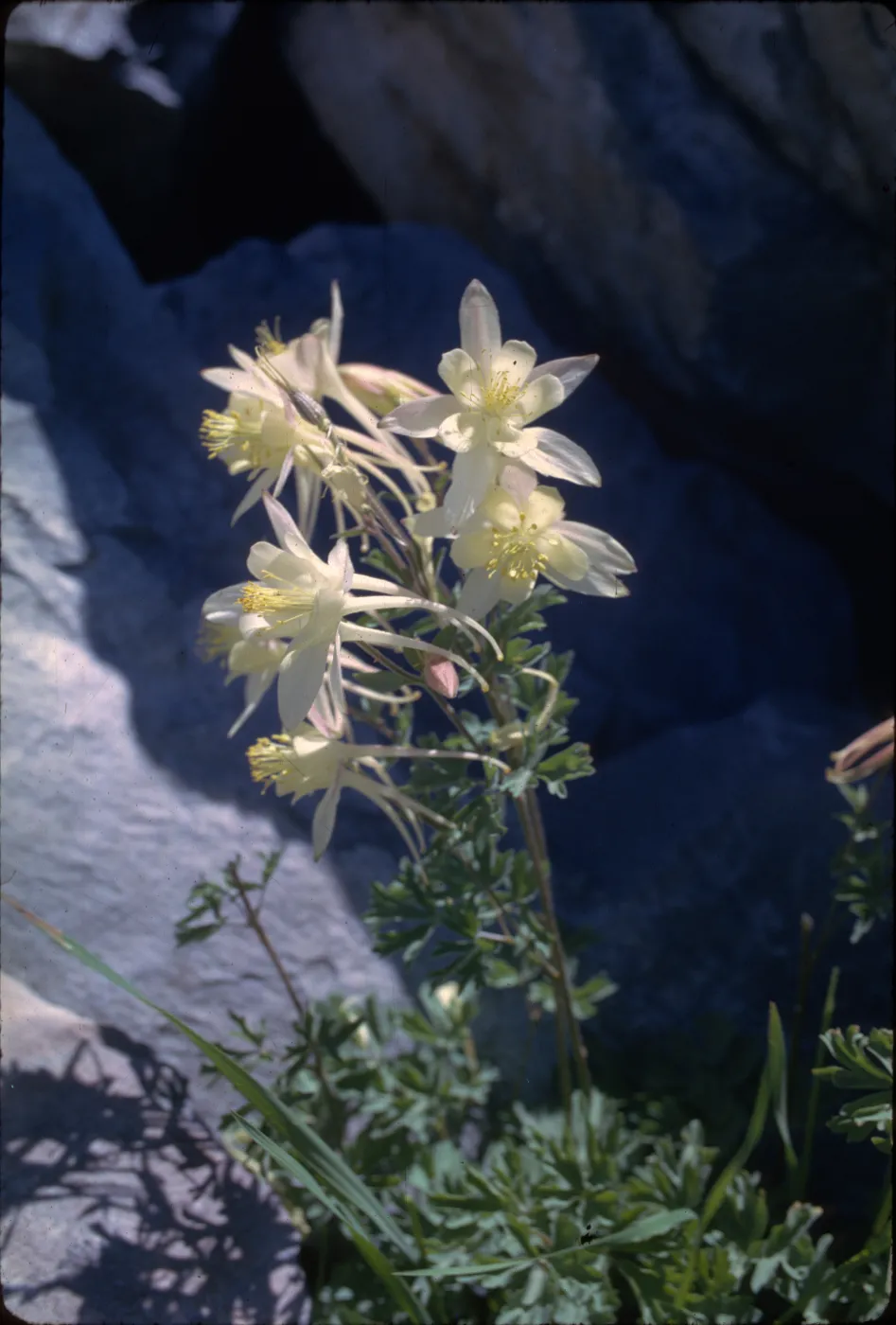 Aquilegia pubescens