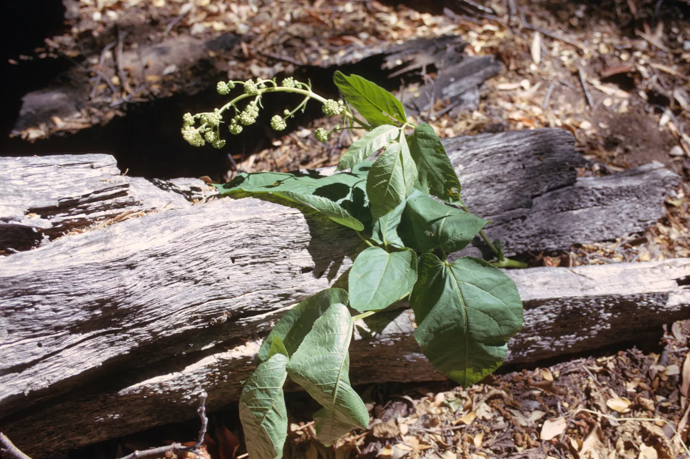 Aralia californica