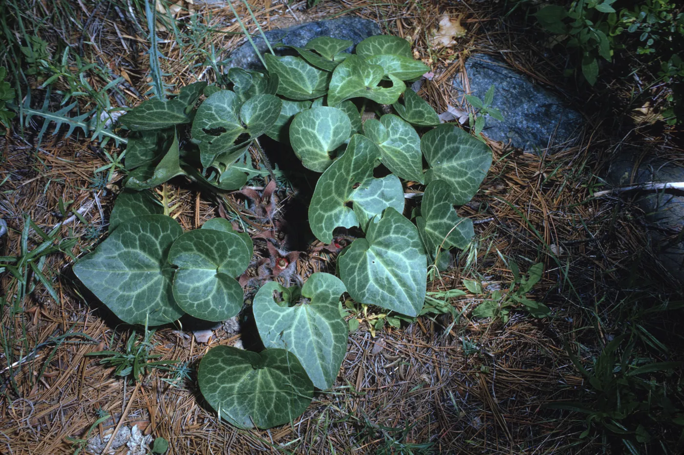 Asarum hartwegii