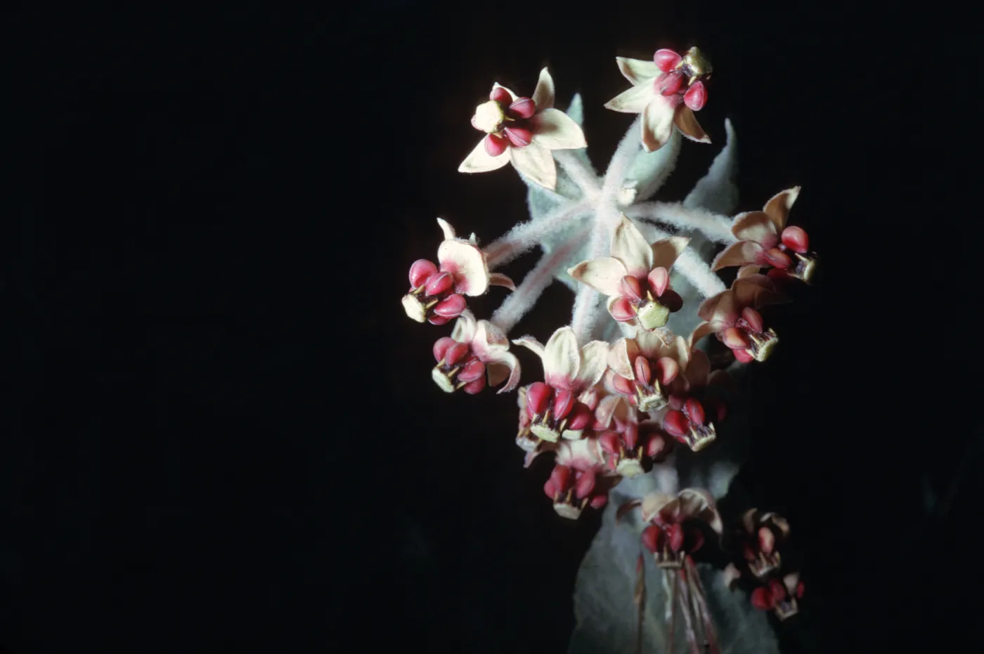 Asclepias californica