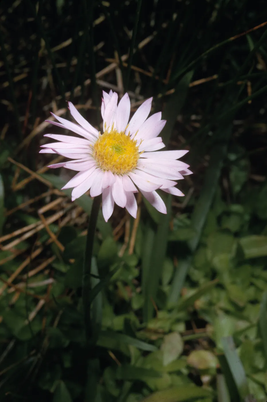 Aster alpigenus ssp. andersonii