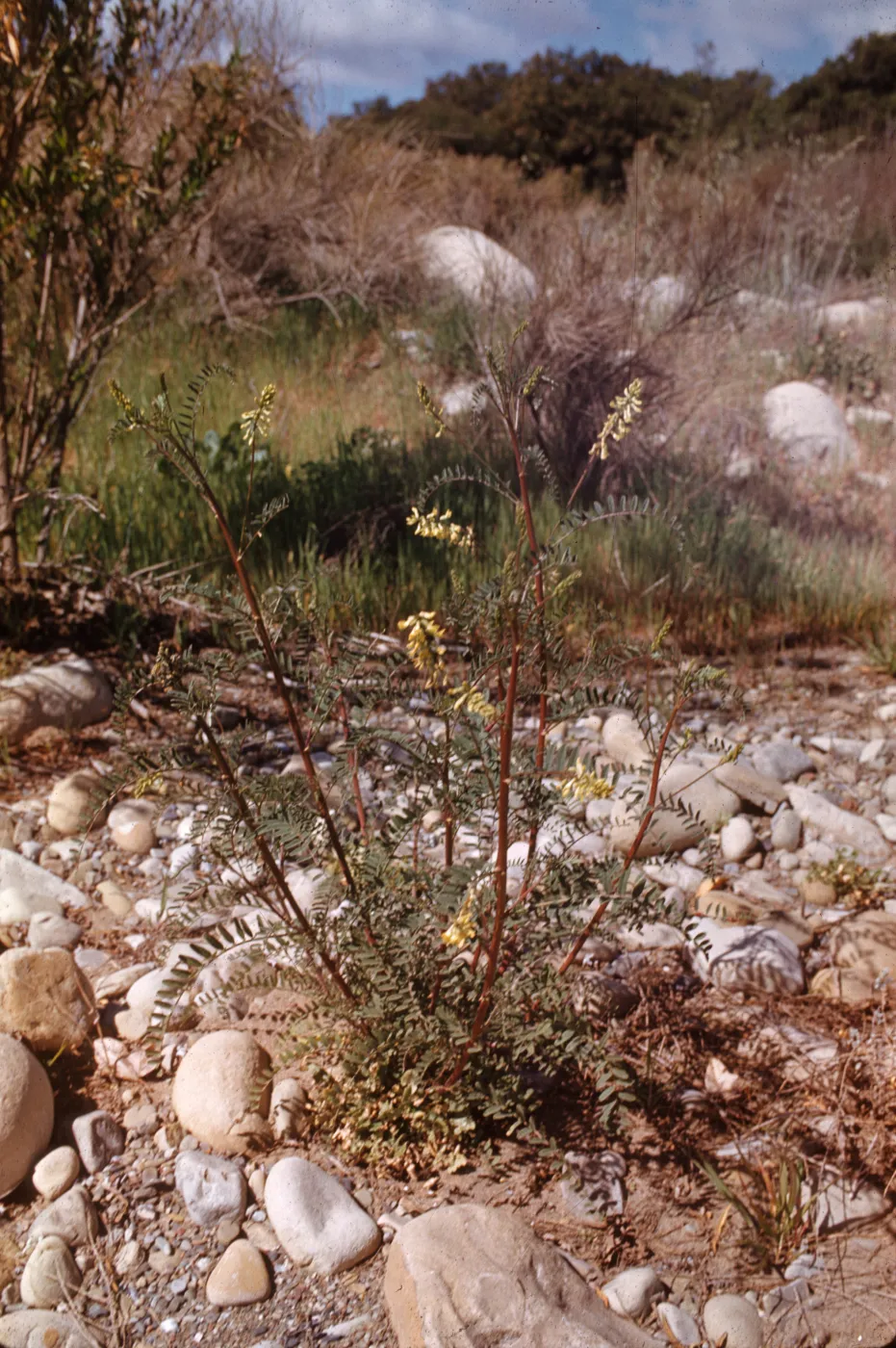 Astragalus antisellii