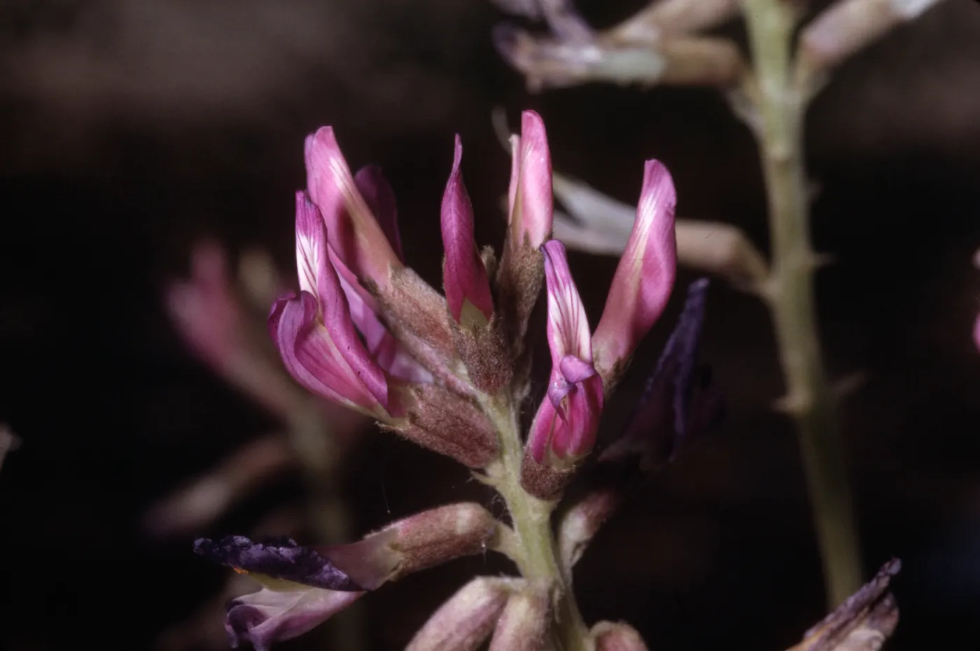 Astragalus crotalariae