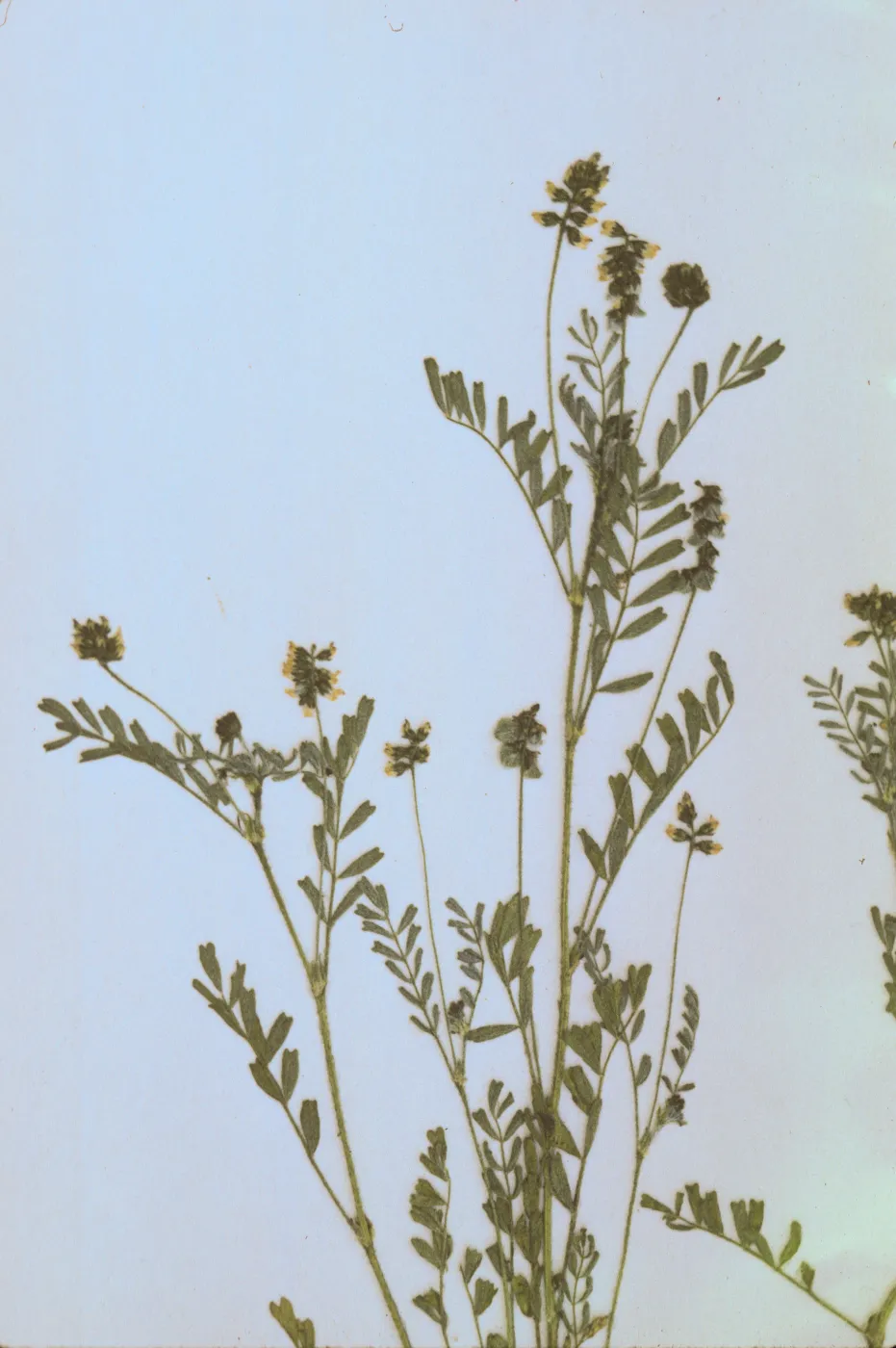 Astragalus gambelianus