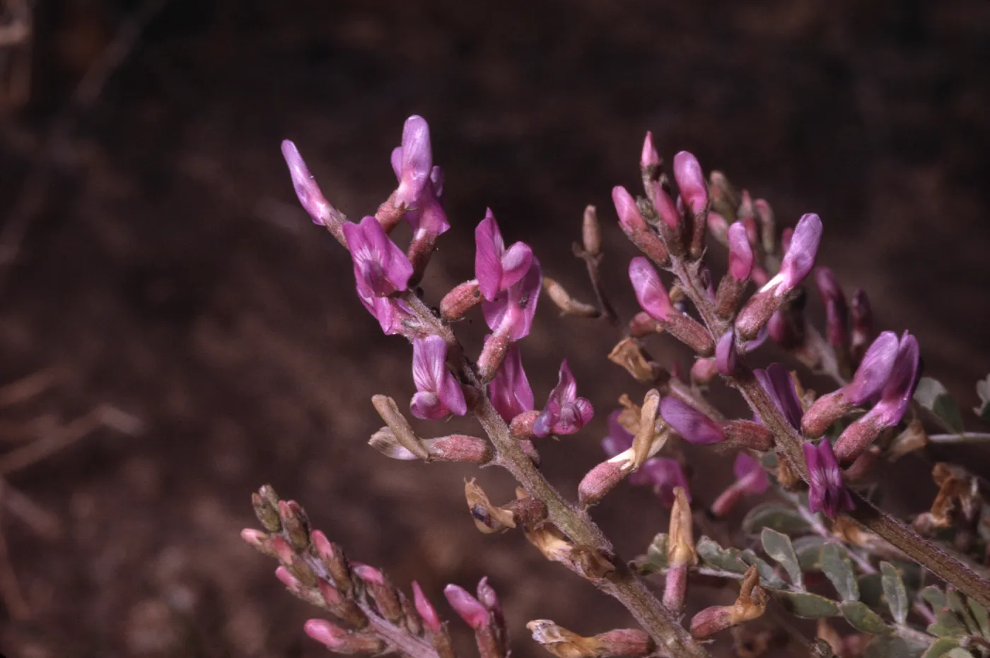 Astragalus lentiginosus var. variabilis