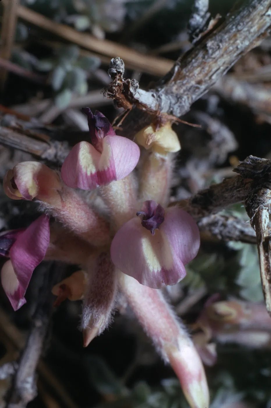 Astragalus purshii var. longilobus