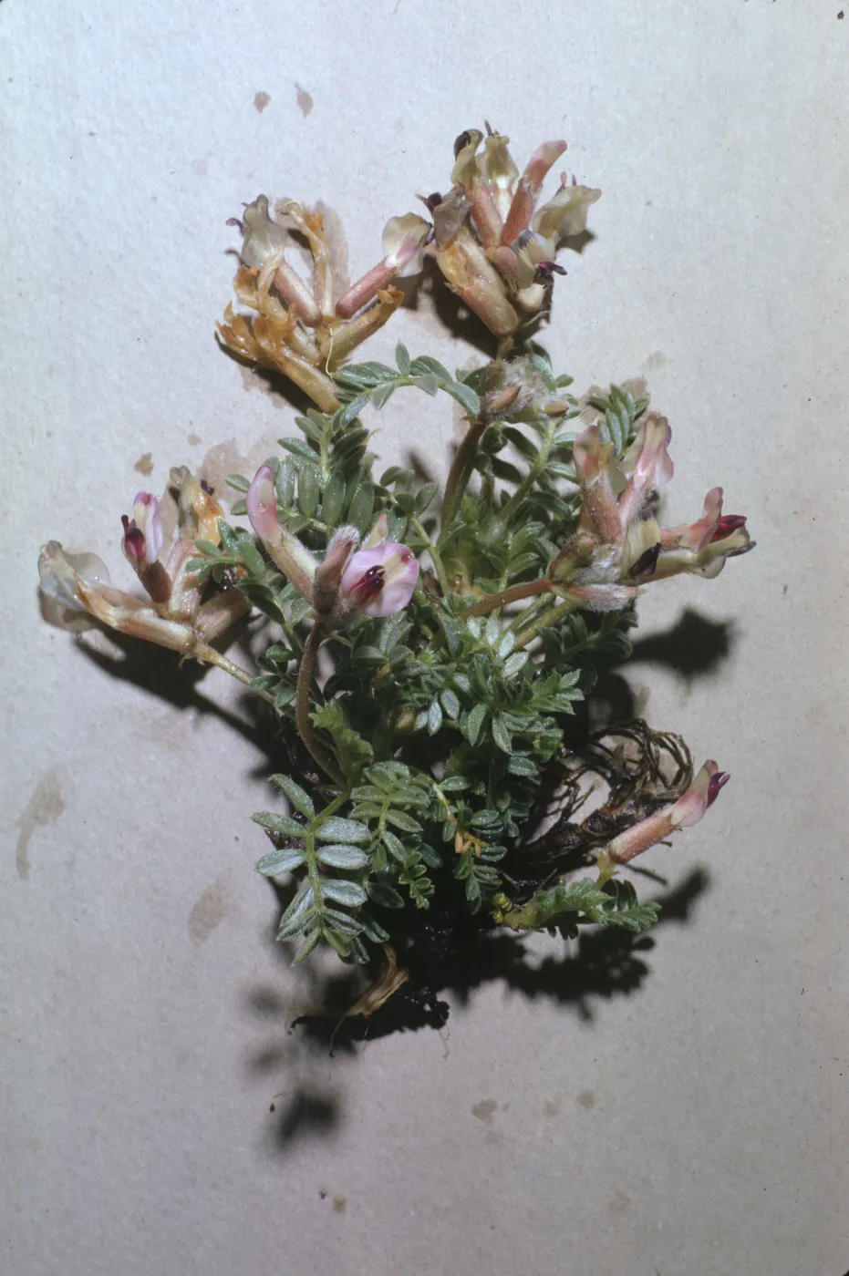 Astragalus purshii var. longilobus