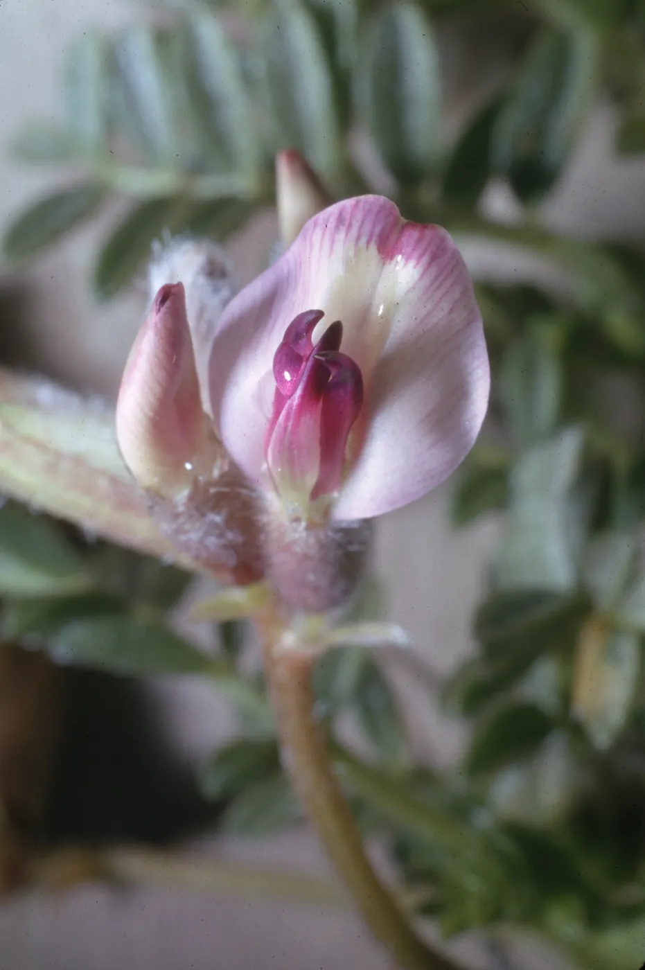 Astragalus purshii var. longilobus