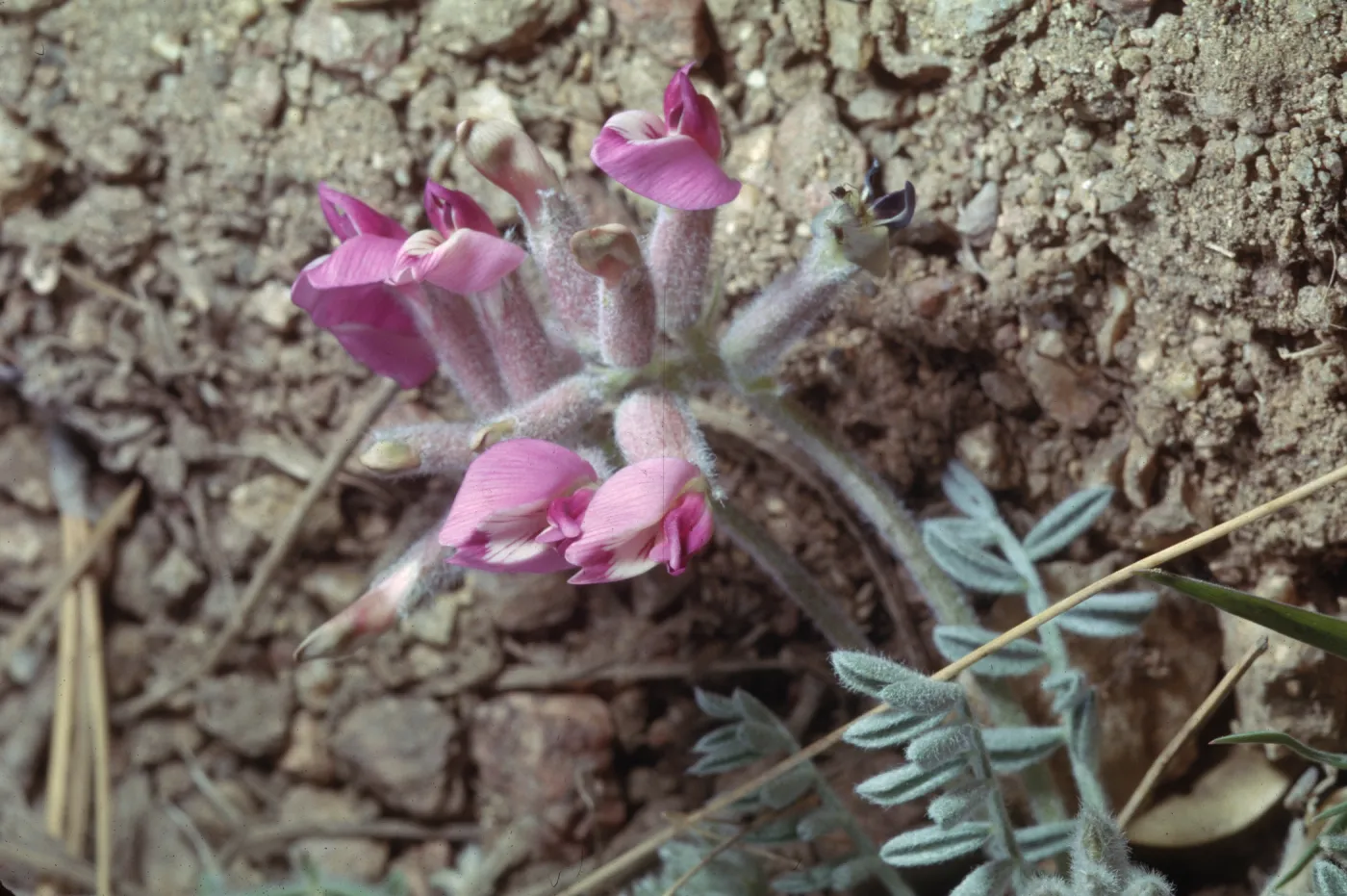Astragalus purshii var. longilobus