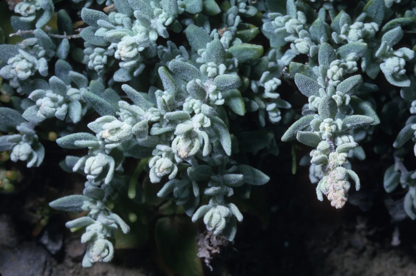 Atriplex californica