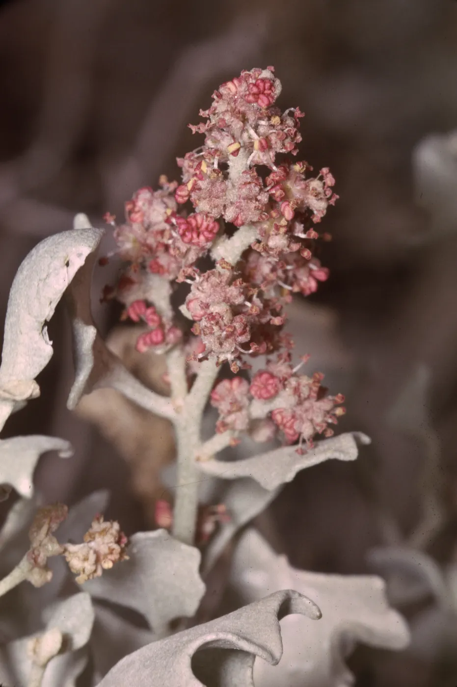 Atriplex hymenelytra staminate flowers