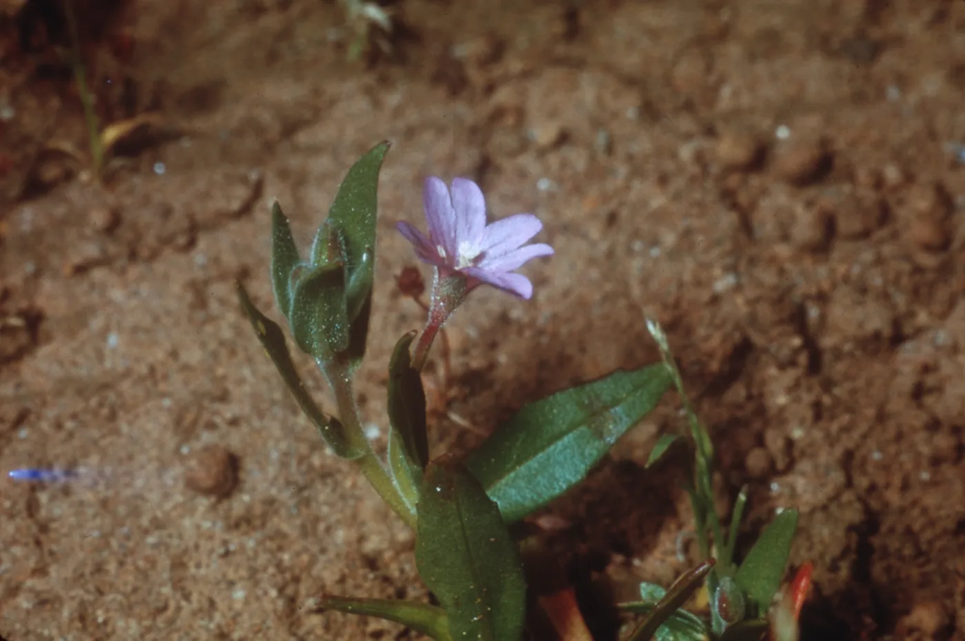 Boisduvalia stricta