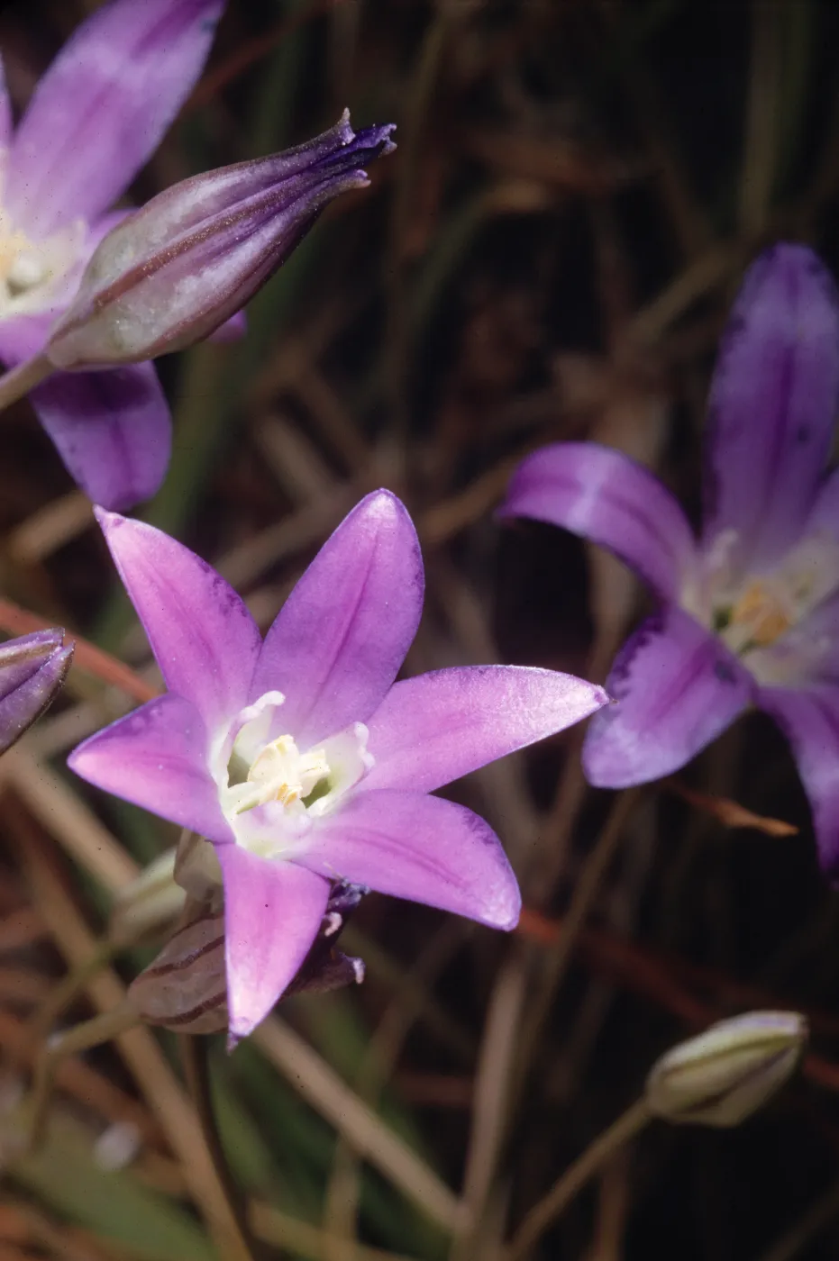Brodiaea coronaria var. macropoda