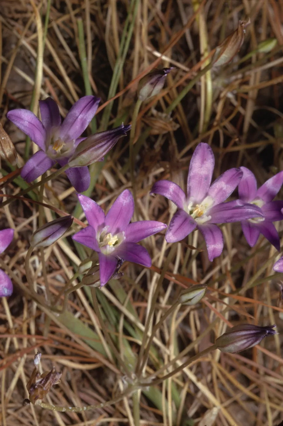 Brodiaea coronaria var. macropoda