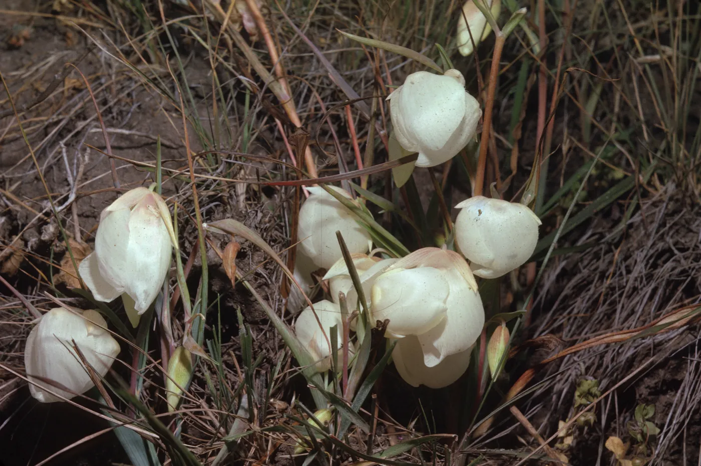 Calochortus albus
