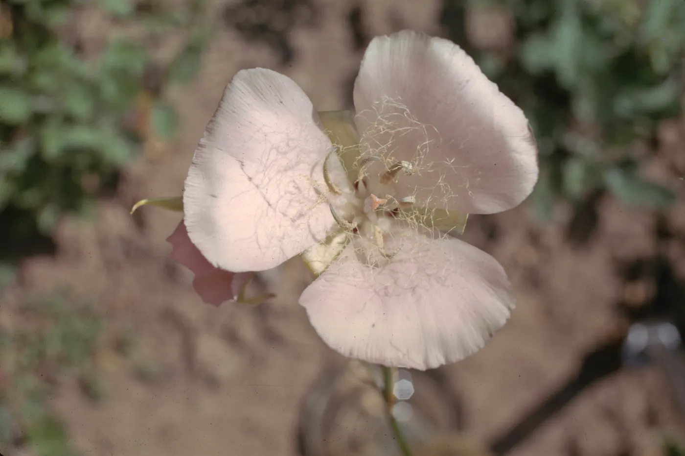 Calochortus splendens