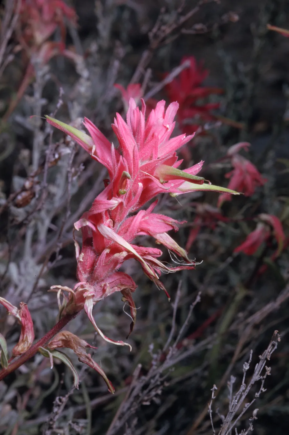 Castilleja linariifolia