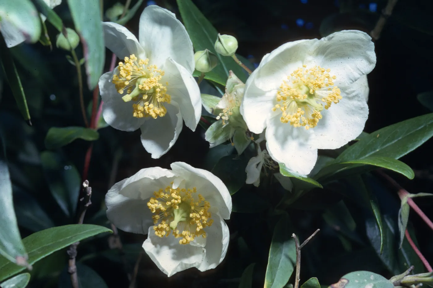 Carpenteria californica