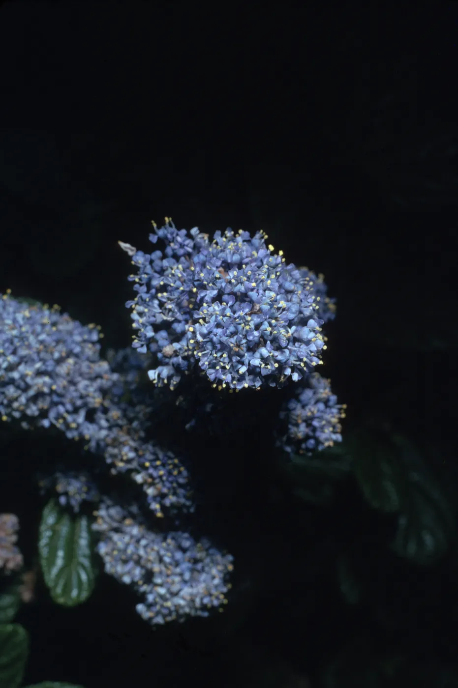 Ceanothus griseus var. horizontalis