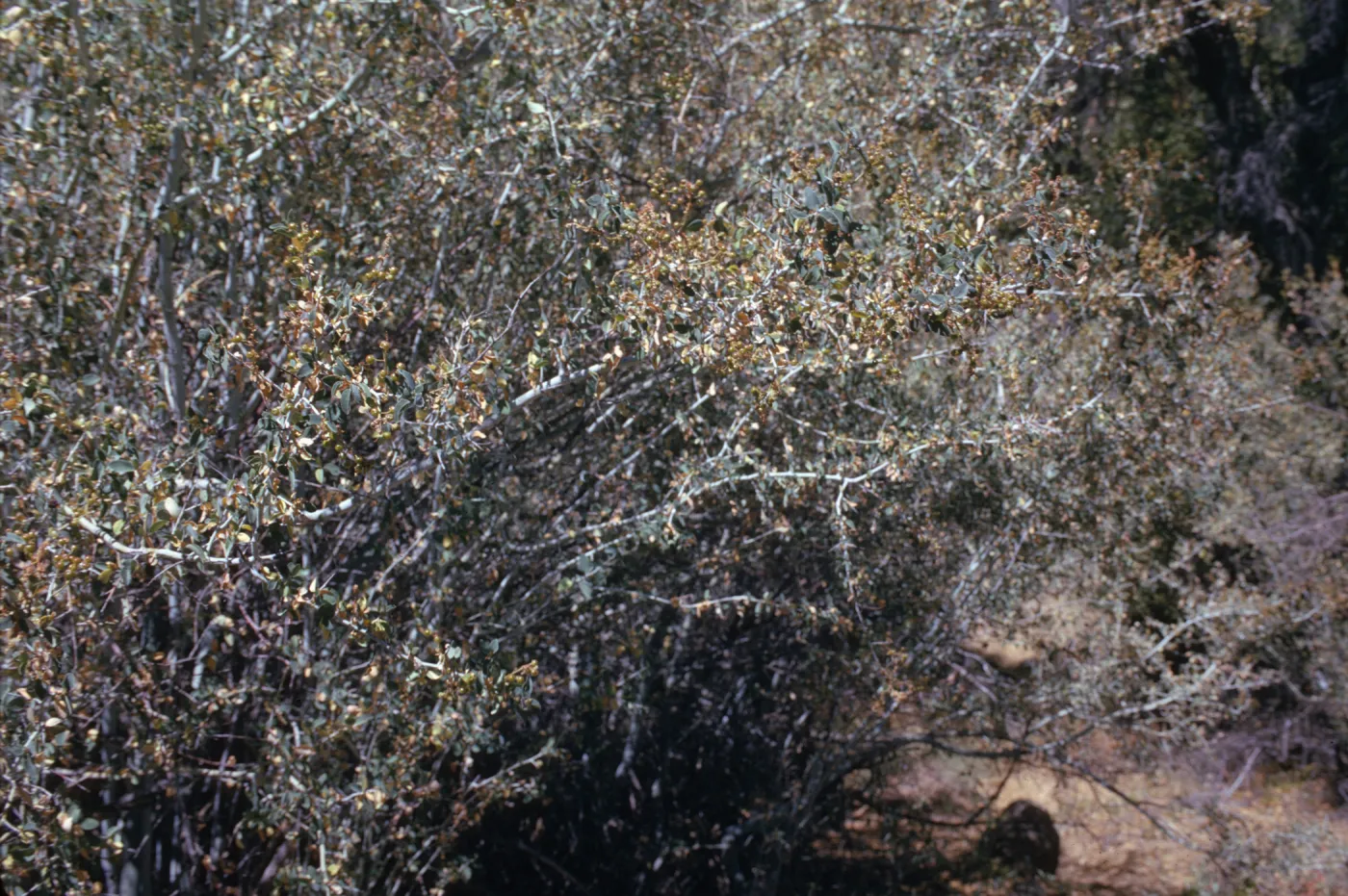 Ceanothus leucodermis