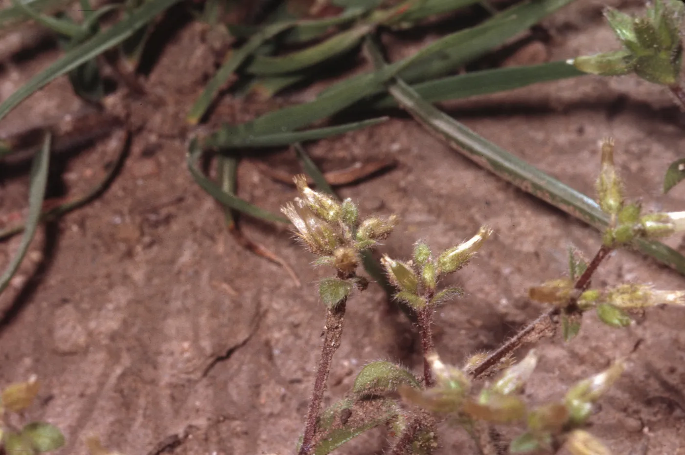 Cerastium viscosum var. apetalum
