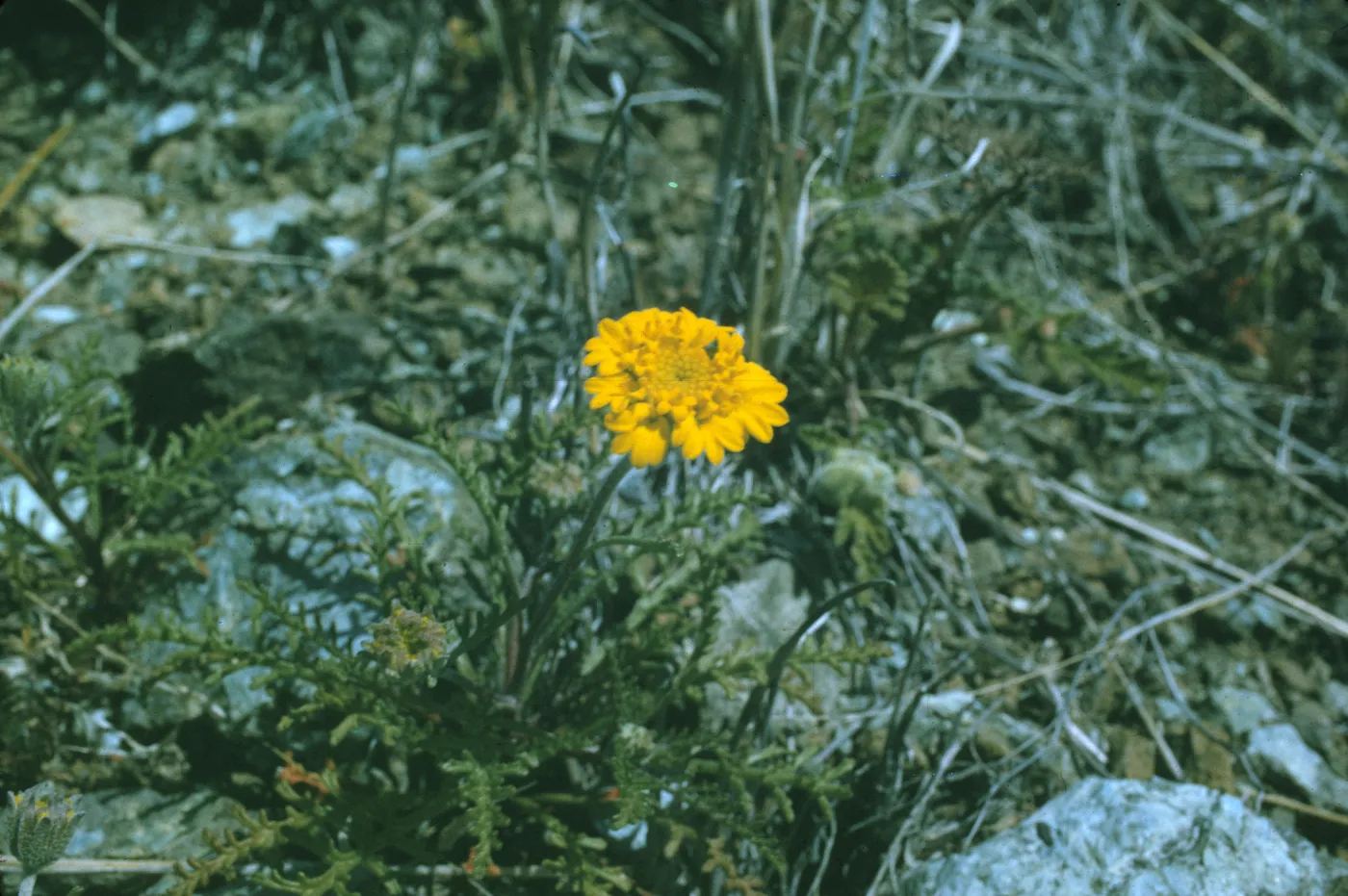 Chaenactis glabriuscula var. curta
