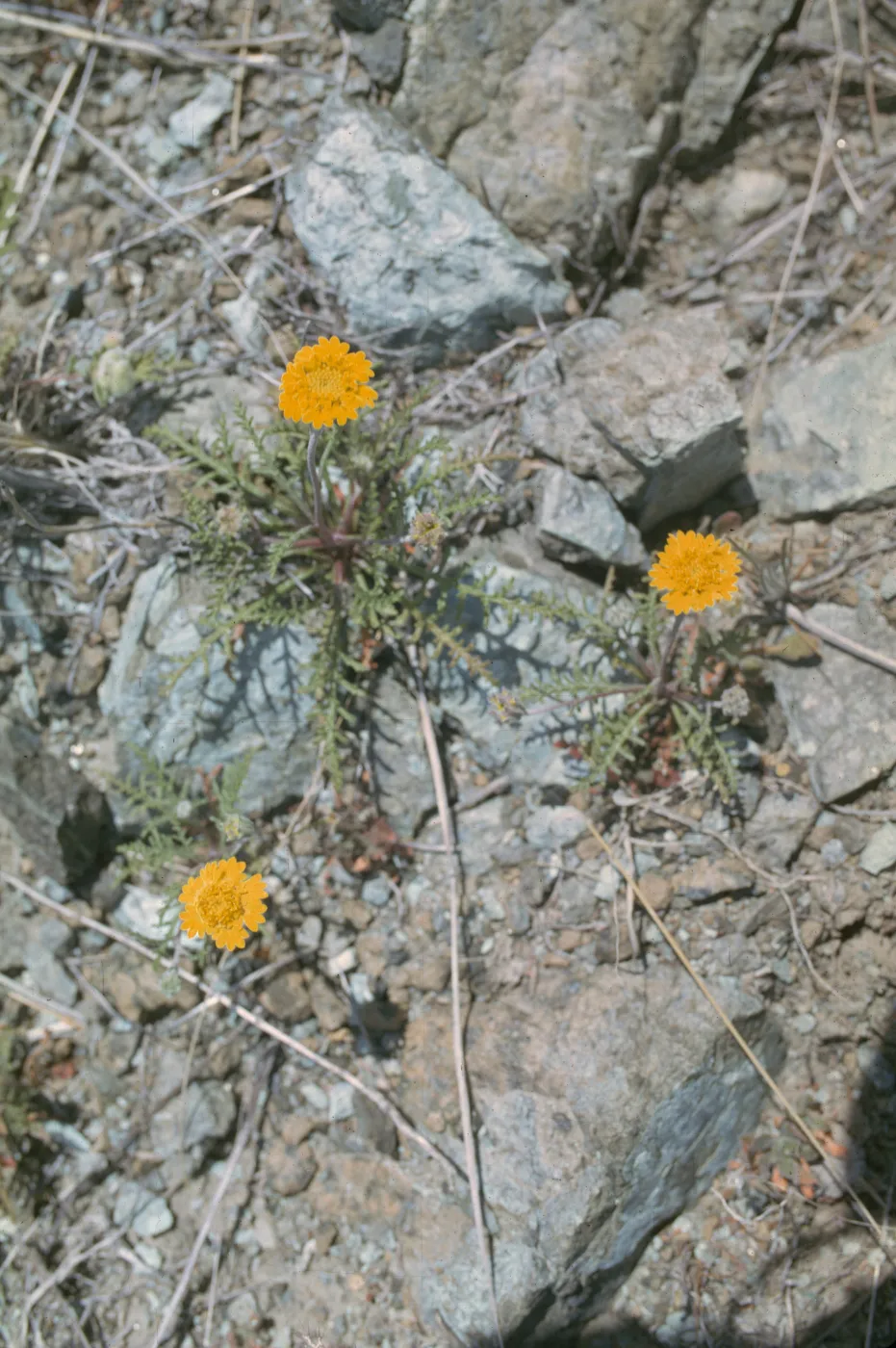 Chaenactis glabriuscula var. curta